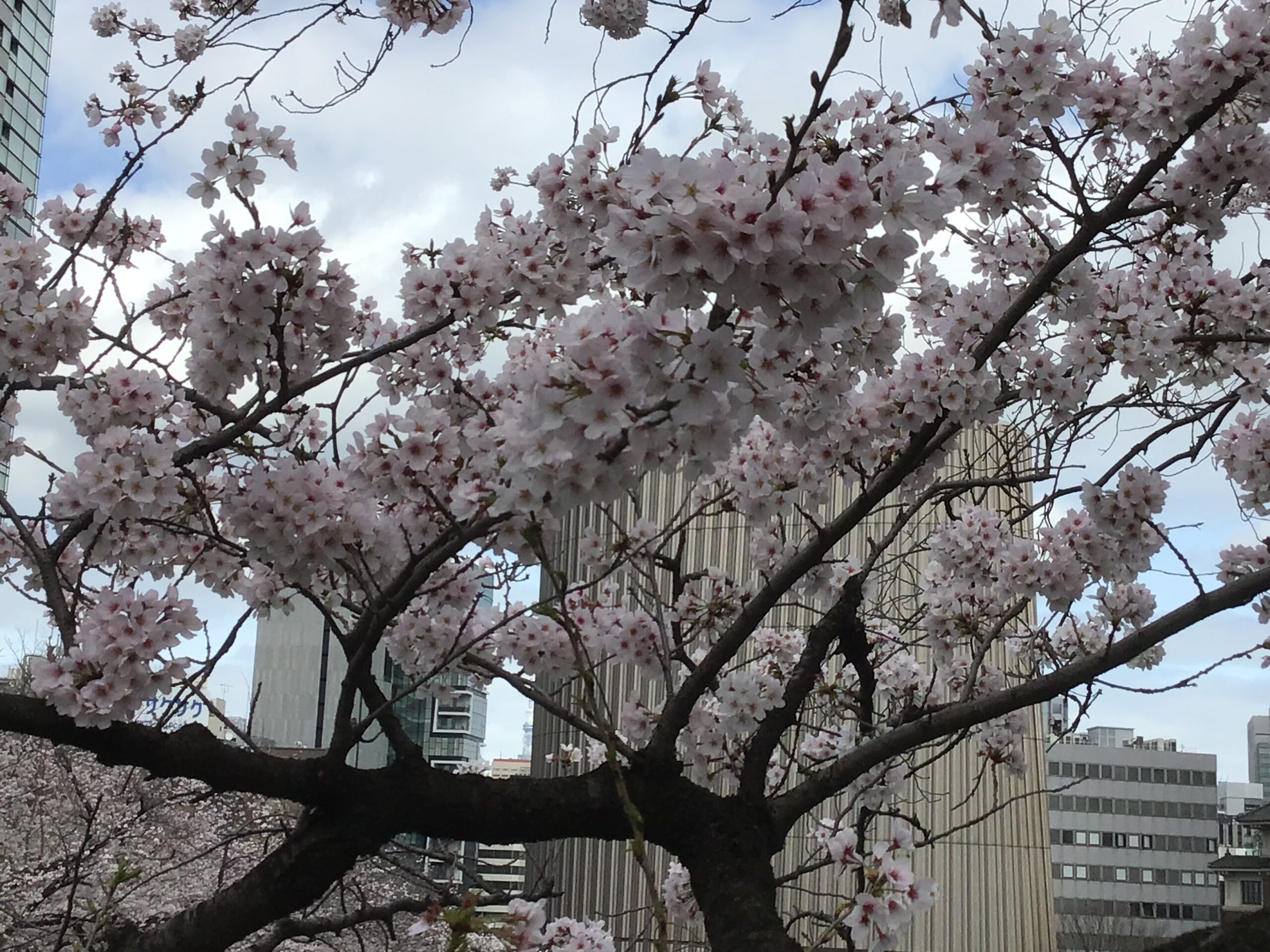 豊田歯科クリニック | 桜の季節になりました。