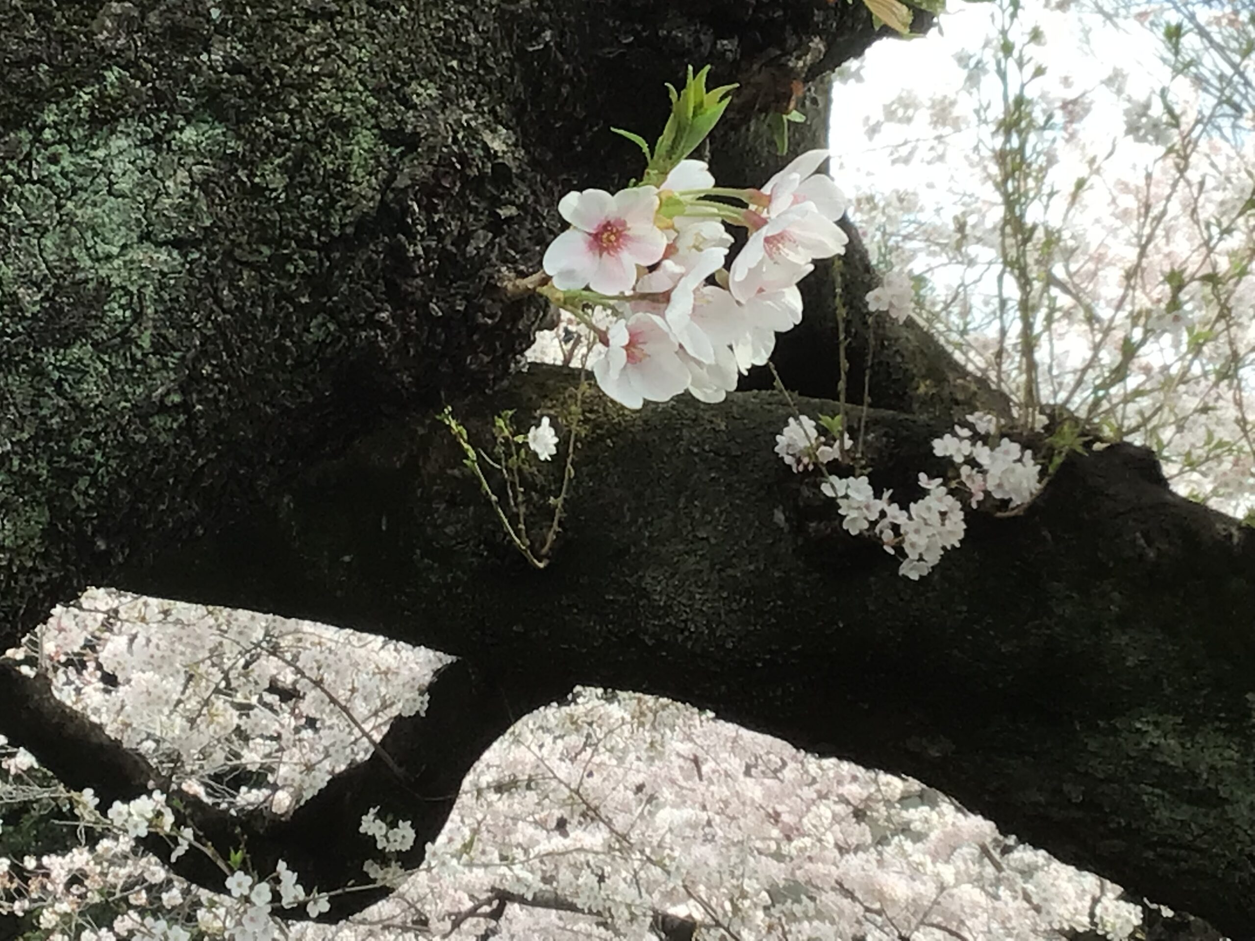 豊田歯科クリニック | 桜の季節になりました。