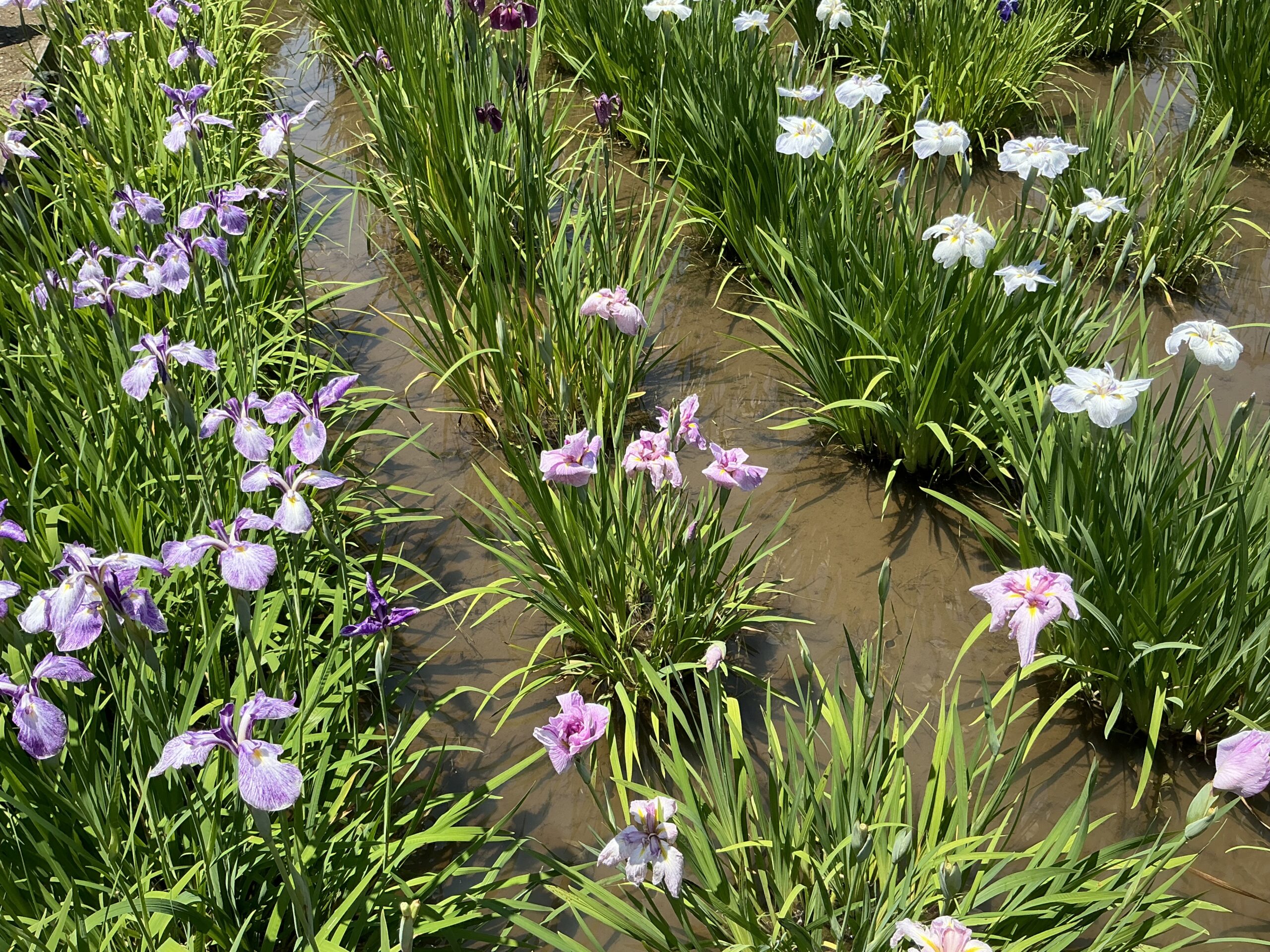 豊田歯科クリニック | 季節の花