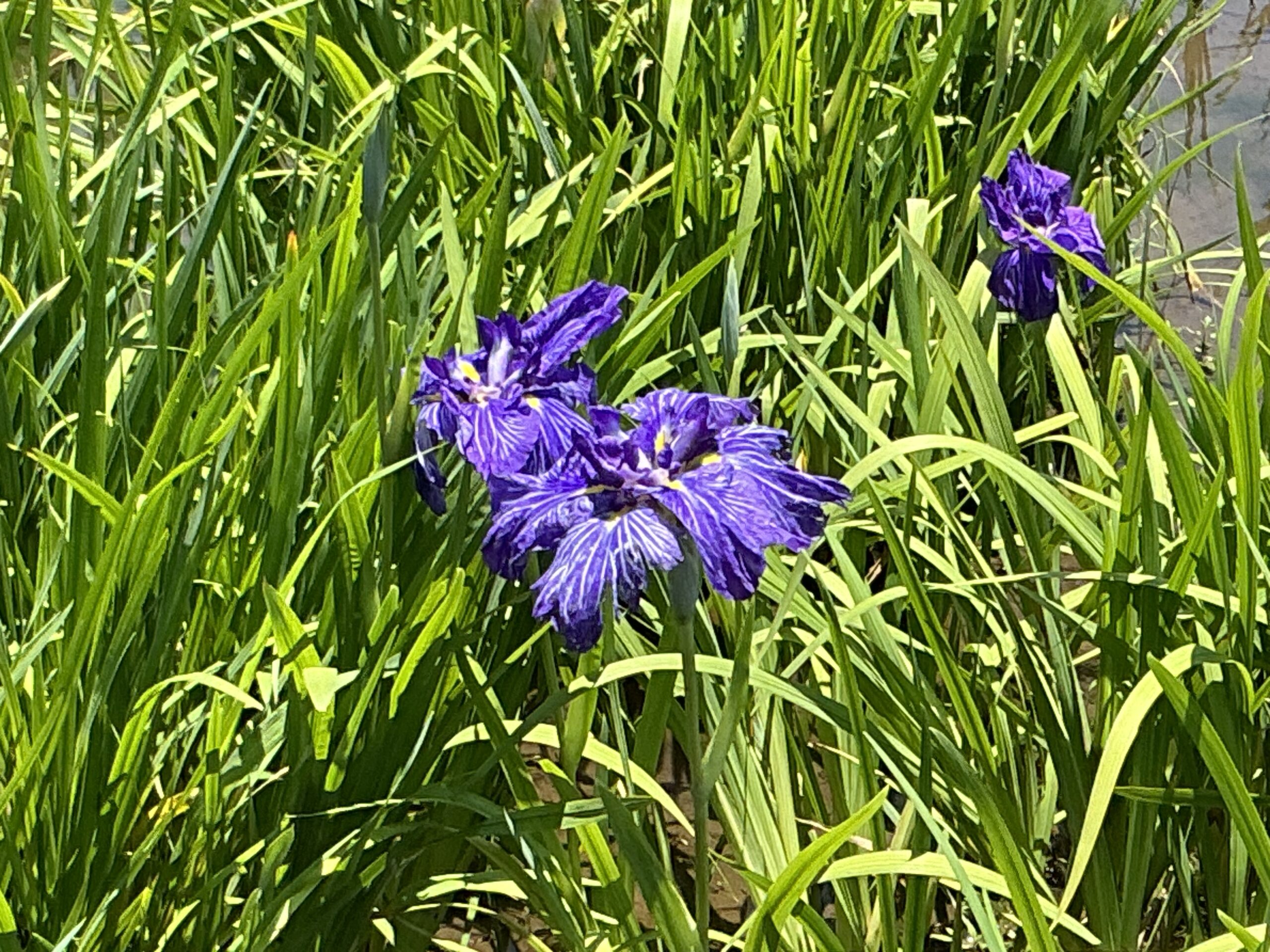 豊田歯科クリニック | 季節の花