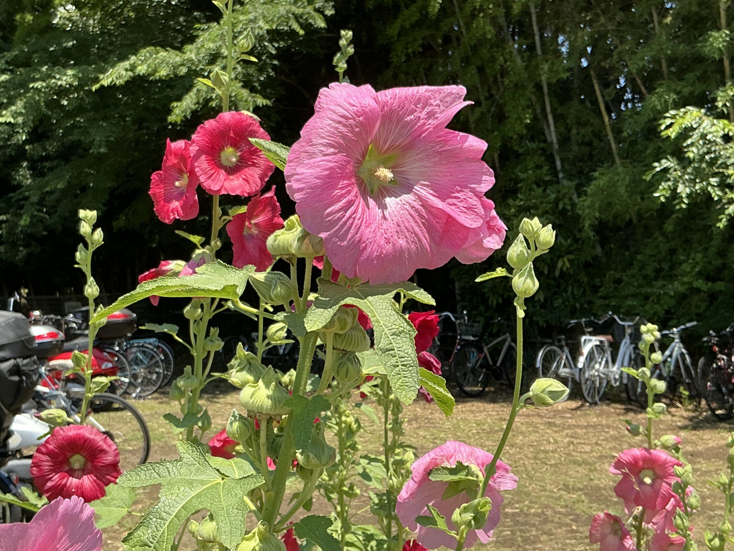 豊田歯科クリニック | 季節の花