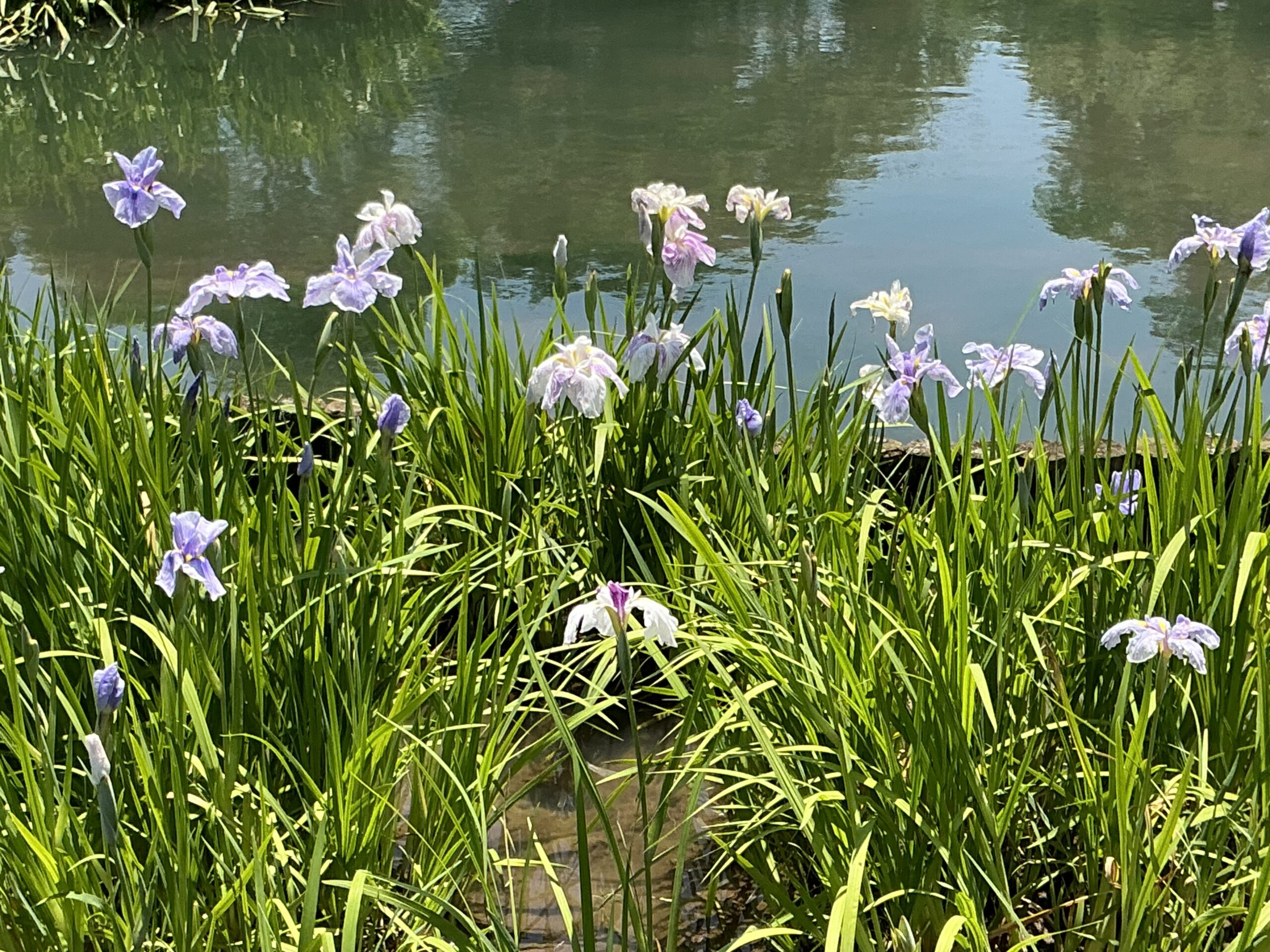 豊田歯科クリニック | 季節の花