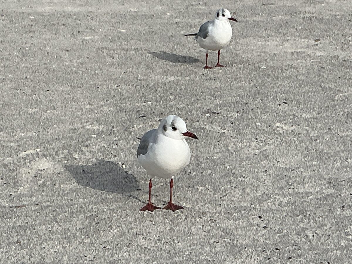 豊田歯科クリニック | お台場の鳥たち