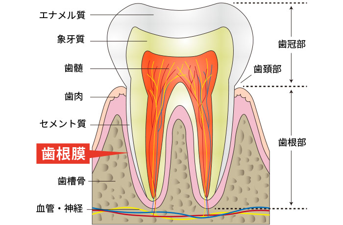 豊田歯科クリニック | 食感をいつまでも楽しむために